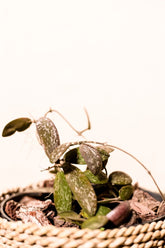 Hoya sigillatis